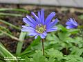 2004-0407Anemone